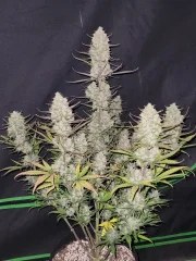 Tropicana Cookies Auto – product view 3