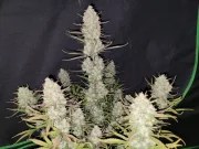 Tropicana Cookies Auto – product view 4
