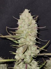 Tropicana Cookies Auto – product view 5