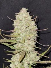 Tropicana Cookies Auto – product view 6