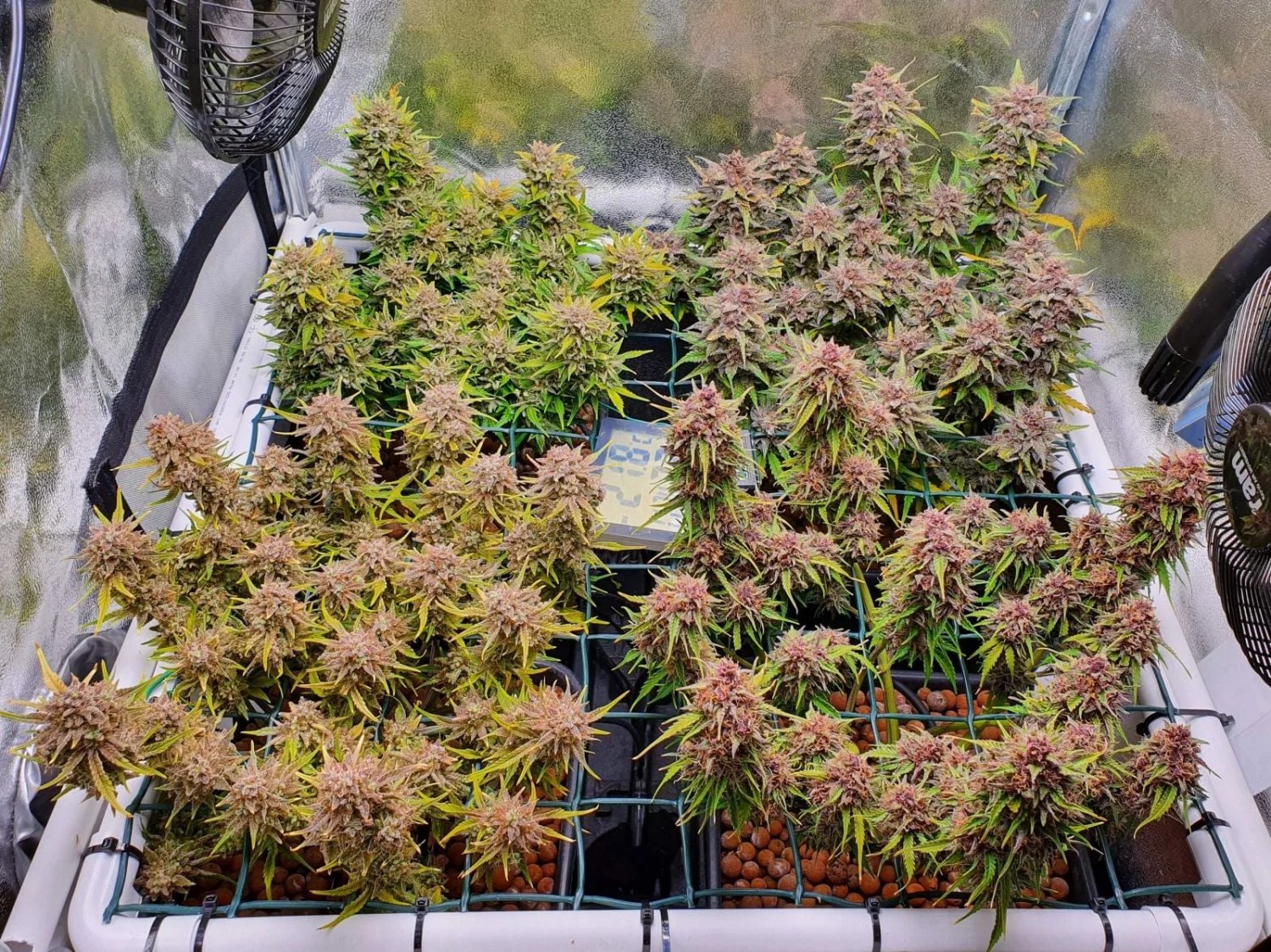 Mix Pack Auto – FastBuds – Autoflowering