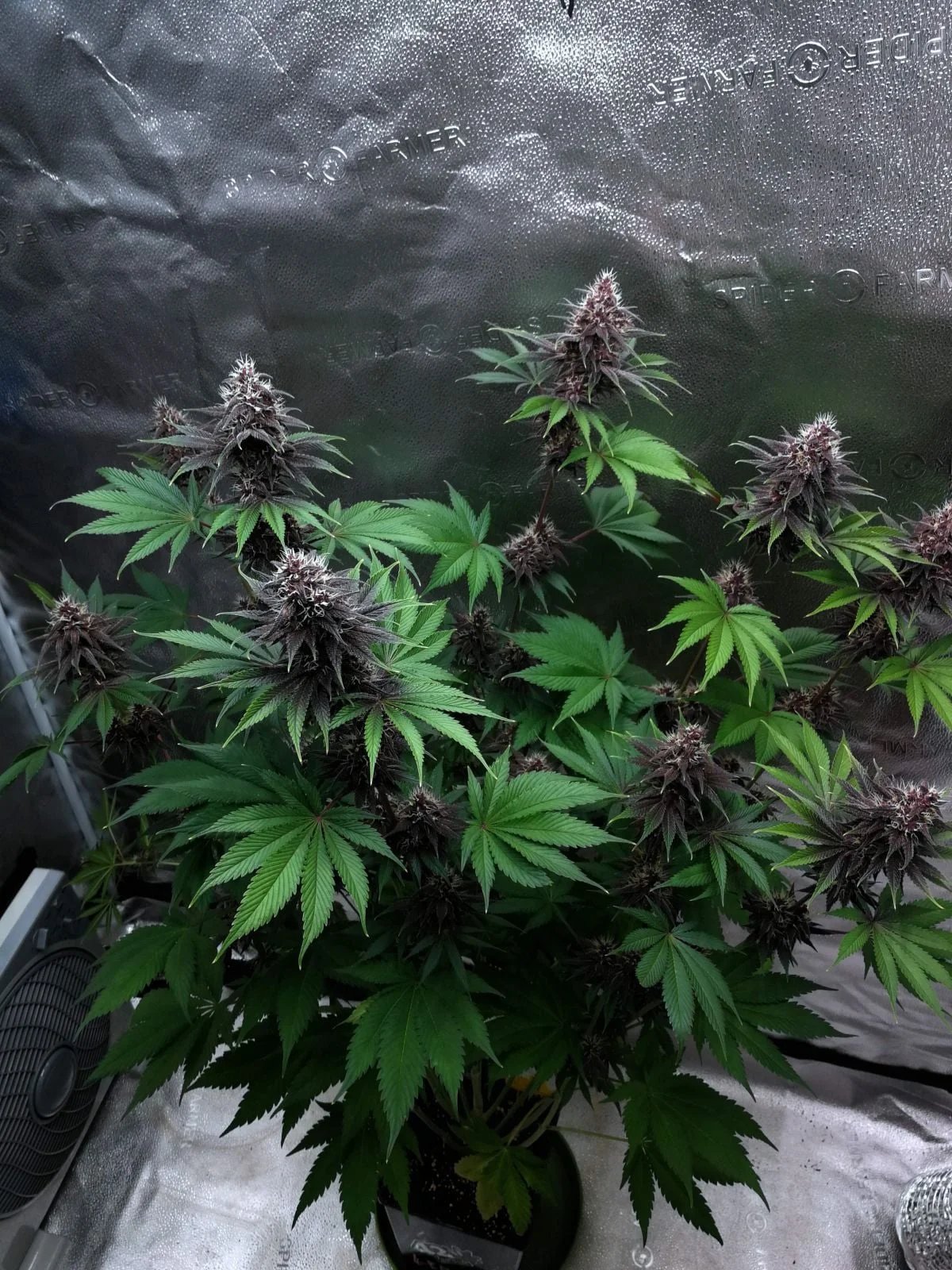 Purple Lemonade FF – FastBuds – Autoflowering