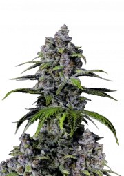 Purple Lemonade FF – product view 1