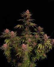 Purple Lemonade FF – product view 2
