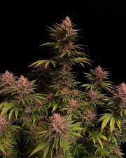 Purple Lemonade FF – product view 3