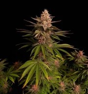 Purple Lemonade FF – product view 4