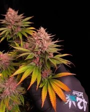 Purple Lemonade FF – product view 5