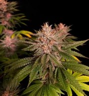 Purple Lemonade FF – product view 6