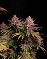 Purple Lemonade FF – product view 7