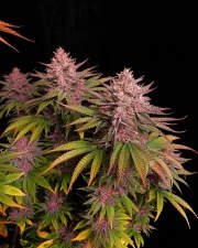 Purple Lemonade FF – product view 8