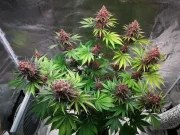 Purple Lemonade FF – product view 10