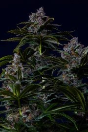 Purple Lemonade FF – product view 11