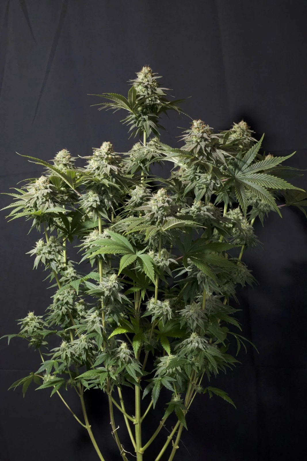 Orange Sherbet FF – FastBuds – Autoflowering