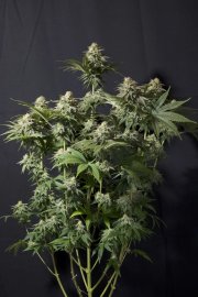 Orange Sherbet FF – FastBuds – Autoflowering