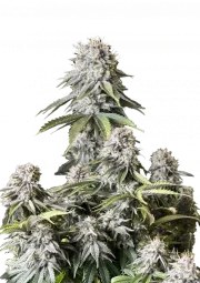 Orange Sherbet FF – product view 1