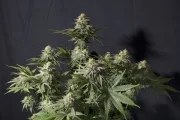 Orange Sherbet FF – product view 3