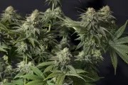 Orange Sherbet FF – product view 5