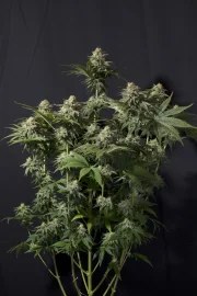 Orange Sherbet FF – product view 6