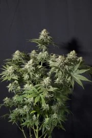 Orange Sherbet FF – product view 7