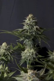 Orange Sherbet FF – product view 8
