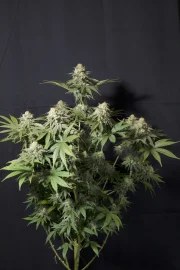 Orange Sherbet FF – product view 11