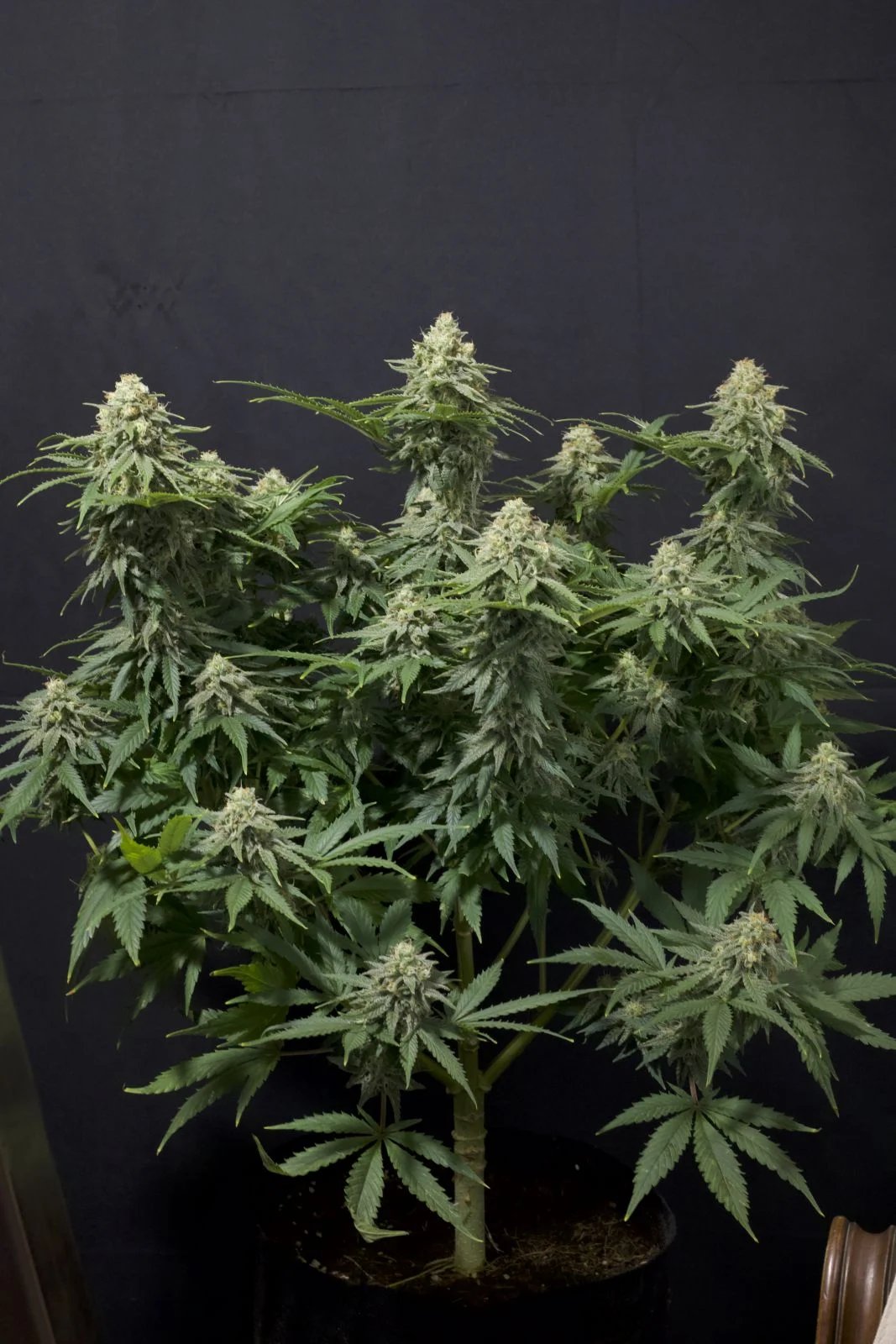 Wedding Cheesecake FF – FastBuds – Autoflowering