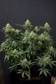 Wedding Cheesecake FF – FastBuds – Autoflowering