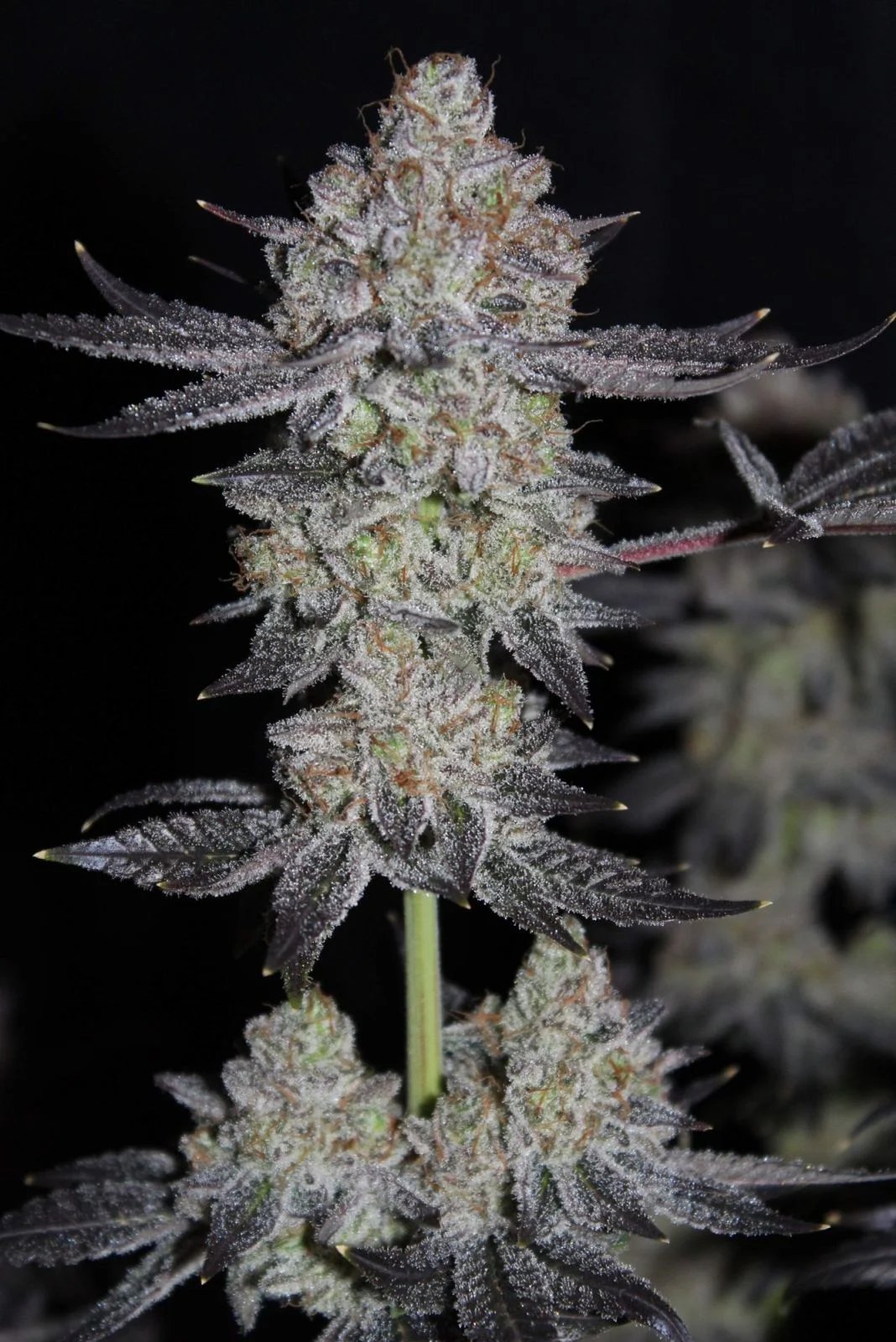 Tropicana Cookies FF – FastBuds – Autoflowering