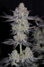 Tropicana Cookies FF – FastBuds – Autoflowering