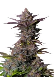 Tropicana Cookies FF – product view 1