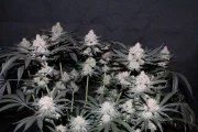 Tropicana Cookies FF – product view 2