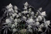 Tropicana Cookies FF – product view 3