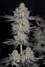 Tropicana Cookies FF – product view 5