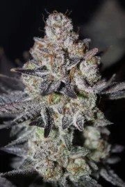 Tropicana Cookies FF – product view 7