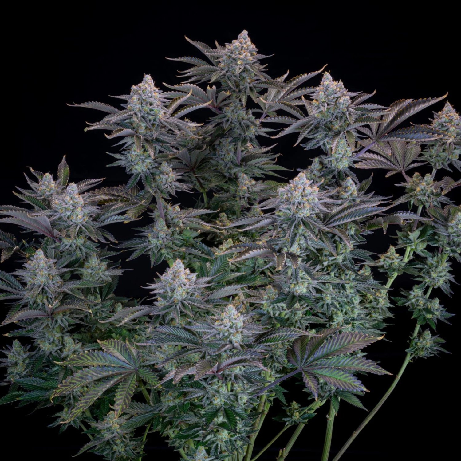 Gorilla Cookies FF – FastBuds – Autoflowering