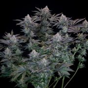 Gorilla Cookies FF – FastBuds – Autoflowering