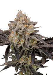 Gorilla Cookies FF – product view 1