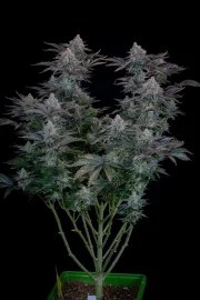Gorilla Cookies FF – product view 2