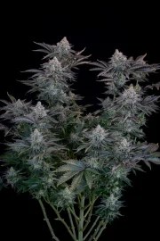 Gorilla Cookies FF – product view 3