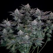 Gorilla Cookies FF – product view 4