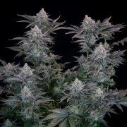 Gorilla Cookies FF – product view 5