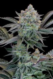 Gorilla Cookies FF – product view 6