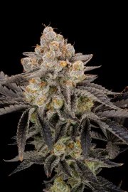 Gorilla Cookies FF – product view 7