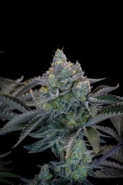 Gorilla Cookies FF – product view 8