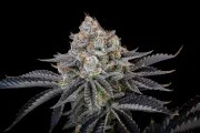 Gorilla Cookies FF – product view 9