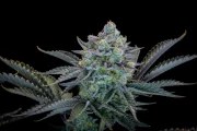 Gorilla Cookies FF – product view 10