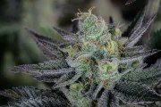 Gorilla Cookies FF – product view 11