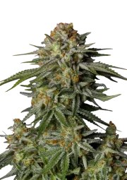 GG4 Sherbet FF – product view 1