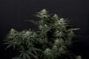 GG4 Sherbet FF – product view 2