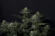 GG4 Sherbet FF – product view 3